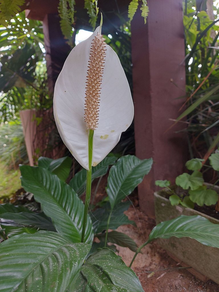 Casa da Flor – Suíte Manacá – Beto Carrero